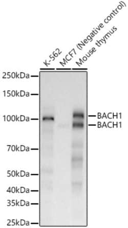 Invitrogen BACH1 Recombinant Rabbit Monoclonal Antibody (8A8X1) 100 &mu;L;
