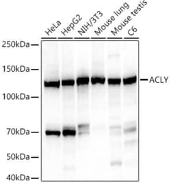 Invitrogen ATP Citrate Lyase Recombinant Rabbit Monoclonal Antibody (2N2W3)