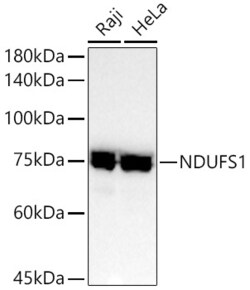 Invitrogen NDUFS1 Recombinant Rabbit Monoclonal Antibody (8M0X4) 100 &mu;L | Buy Online | Invitrogen&trade; | Fisher Scientific