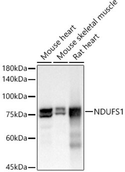 Invitrogen NDUFS1 Recombinant Rabbit Monoclonal Antibody (8M0X4) 100 &mu;L | Buy Online | Invitrogen&trade; | Fisher Scientific