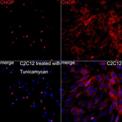 Invitrogen CHOP Recombinant Rabbit Monoclonal Antibody (7L3A1) 100 &mu;L;