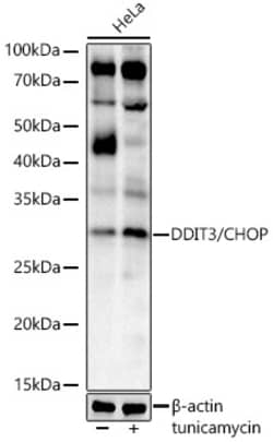 Invitrogen CHOP Recombinant Rabbit Monoclonal Antibody (7L3A1) 100 &mu;L;