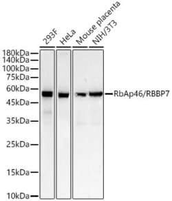 Invitrogen RbAp46 Recombinant Rabbit Monoclonal Antibody (3L1H6) 100 &mu;L;