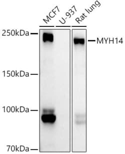 Invitrogen MYH14 Recombinant Rabbit Monoclonal Antibody (10E9C6) 100 &mu;L | Buy Online | Invitrogen&trade; | Fisher Scientific