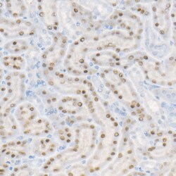 Invitrogen HNF1A Recombinant Rabbit Monoclonal Antibody (2Z4Z0) 100 &mu;L;