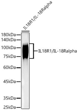 Invitrogen IL18R1 Recombinant Rabbit Monoclonal Antibody (3Q2D5) 100 &mu;L;