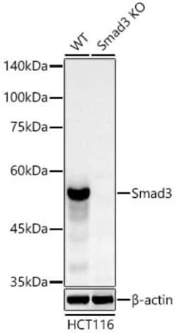 Invitrogen SMAD3 Recombinant Rabbit Monoclonal Antibody (5W8U8) 100 &mu;L | Buy Online | Invitrogen&trade; | Fisher Scientific