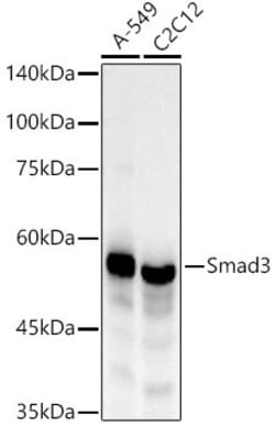 Invitrogen SMAD3 Recombinant Rabbit Monoclonal Antibody (5W8U8) 100 &mu;L | Buy Online | Invitrogen&trade; | Fisher Scientific