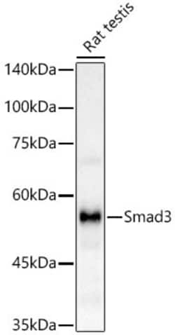 Invitrogen SMAD3 Recombinant Rabbit Monoclonal Antibody (5W8U8) 100 &mu;L | Buy Online | Invitrogen&trade; | Fisher Scientific