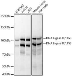 Invitrogen DNA Ligase III Recombinant Rabbit Monoclonal Antibody (5I7T5)