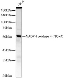 Invitrogen NOX4 Recombinant Rabbit Monoclonal Antibody (2B2K7) 100 &mu;L;