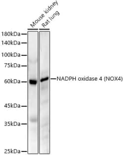 Invitrogen NOX4 Recombinant Rabbit Monoclonal Antibody (2B2K7) 100 &mu;L;