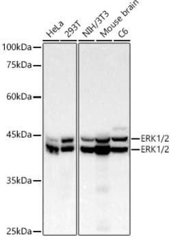 Invitrogen ERK1/ERK2 Recombinant Rabbit Monoclonal Antibody (9H6G8) 100