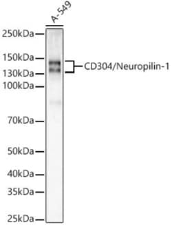 Invitrogen Neuropilin 1 Recombinant Rabbit Monoclonal Antibody (9X7L4)