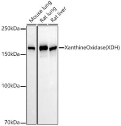 Invitrogen XDH Recombinant Rabbit Monoclonal Antibody (4B7L4) 100 &mu;L | Buy Online | Invitrogen&trade; | Fisher Scientific