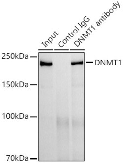 Invitrogen DNMT1 Recombinant Rabbit Monoclonal Antibody (0Y4N7) 100 &mu;L | Buy Online | Invitrogen&trade; | Fisher Scientific