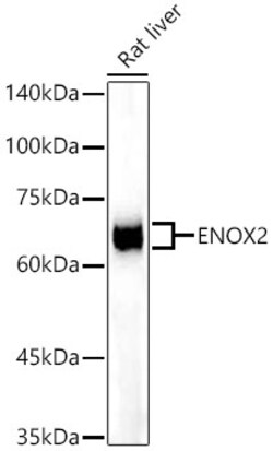 Invitrogen ENOX2 Recombinant Rabbit Monoclonal Antibody (4O4Q7) 100 &mu;L;