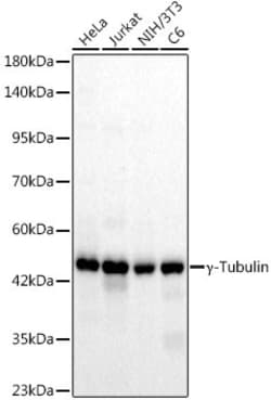 Invitrogen gamma Tubulin Recombinant Rabbit Monoclonal Antibody (6T10A1) 100 &mu;L | Buy Online | Invitrogen&trade; | Fisher Scientific