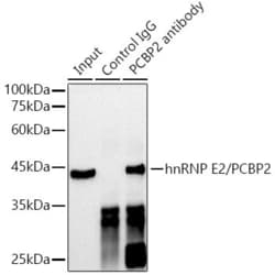 PCBP2 Recombinant Rabbit Monoclonal Antibody (3G2W10):Antibodies, Recombinant