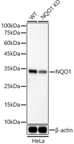 Invitrogen NQO1 Recombinant Rabbit Monoclonal Antibody (7L9B4) 100 &mu;L;