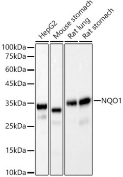 Invitrogen NQO1 Recombinant Rabbit Monoclonal Antibody (7L9B4) 100 &mu;L;