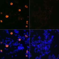 Invitrogen SARS-CoV-2 3CLpro Recombinant Rabbit Monoclonal Antibody (8C4K3)