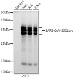 Invitrogen SARS-CoV-2 3CLpro Recombinant Rabbit Monoclonal Antibody (8C4K3)