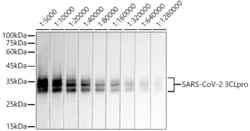 Invitrogen SARS-CoV-2 3CLpro Recombinant Rabbit Monoclonal Antibody (8C4K3)