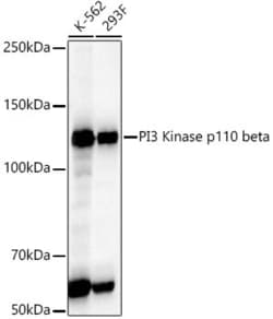 Invitrogen PIK3CB Recombinant Rabbit Monoclonal Antibody (2F1B7) 100 &mu;L | Buy Online | Invitrogen&trade; | Fisher Scientific