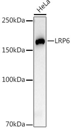 Invitrogen LRP6 Recombinant Rabbit Monoclonal Antibody (6Y9J1) 100 &mu;L;