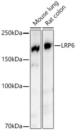 Invitrogen LRP6 Recombinant Rabbit Monoclonal Antibody (6Y9J1) 100 &mu;L;