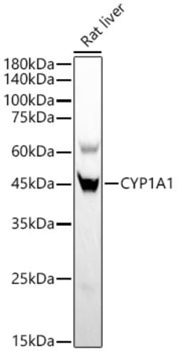 Invitrogen CYP1A1 Recombinant Rabbit Monoclonal Antibody (2F7A2) 100 &mu;L;