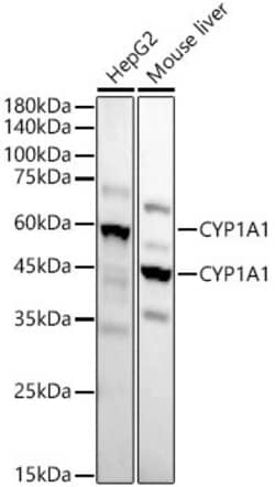 Invitrogen CYP1A1 Recombinant Rabbit Monoclonal Antibody (2F7A2) 100 &mu;L;