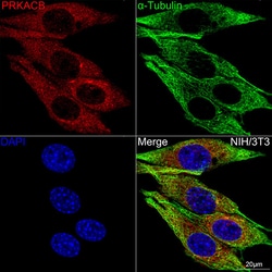 Invitrogen PKA beta Recombinant Rabbit Monoclonal Antibody (3P5F5) 100