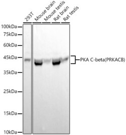 Invitrogen PKA beta Recombinant Rabbit Monoclonal Antibody (3P5F5) 100