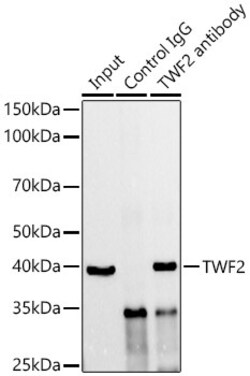 Invitrogen TWF2 Recombinant Rabbit Monoclonal Antibody (3N1D4) 100 &mu;L;
