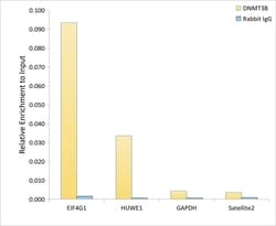 Invitrogen DNMT3B Recombinant Rabbit Monoclonal Antibody (7Y9S2) 100 &mu;L;