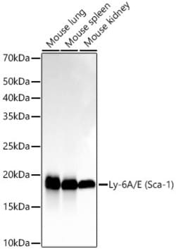 Invitrogen Ly-6A/E Recombinant Rabbit Monoclonal Antibody (2G6H10) 100 &mu;L | Buy Online | Invitrogen&trade; | Fisher Scientific
