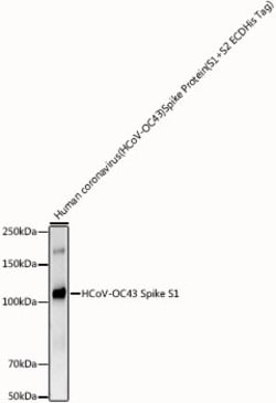 Invitrogen HCoV-OC43 Spike S1 Recombinant Rabbit Monoclonal Antibody (8Y5I1)
