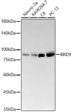 BRD9 Recombinant Rabbit Monoclonal Antibody (8C4G2):Antibodies, Recombinant