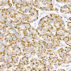 Invitrogen MMP3 Recombinant Rabbit Monoclonal Antibody (1X9N2) 100 &mu;L;