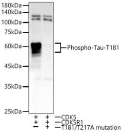 Invitrogen Phospho-Tau (Thr181) Recombinant Rabbit Monoclonal Antibody