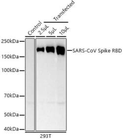 Invitrogen SARS-CoV Spike Protein RBD Recombinant Rabbit Monoclonal Antibody