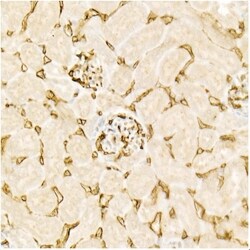 Invitrogen Endomucin Recombinant Rabbit Monoclonal Antibody (8Y9J9) 100