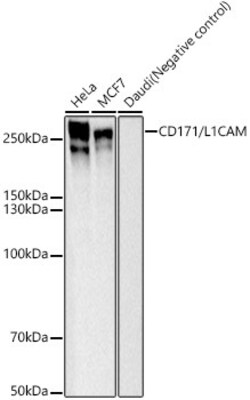 Invitrogen CD171 Recombinant Rabbit Monoclonal Antibody (6A2P10) 100 &mu;L;