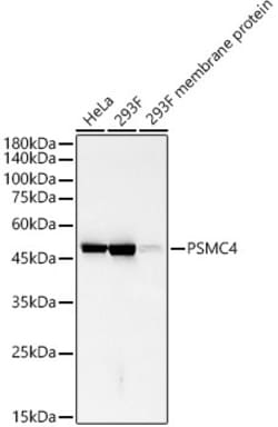 Invitrogen PSMC4 Recombinant Rabbit Monoclonal Antibody (5R9O10) 100 &mu;L;
