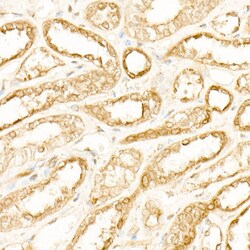 Invitrogen ATP6AP1 Recombinant Rabbit Monoclonal Antibody (4Z7Q3) 100 &mu;L;