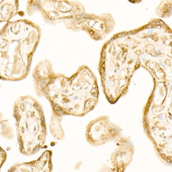 Invitrogen ATP6AP1 Recombinant Rabbit Monoclonal Antibody (4Z7Q3) 100 &mu;L;
