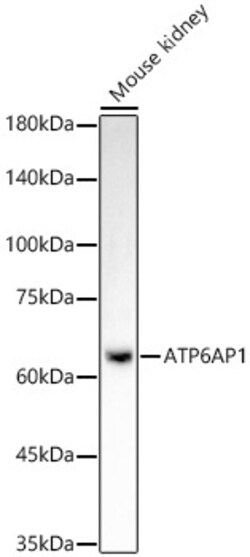 Invitrogen ATP6AP1 Recombinant Rabbit Monoclonal Antibody (4Z7Q3) 100 &mu;L;