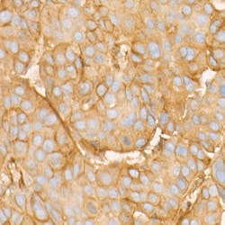 Invitrogen BST-2 Recombinant Rabbit Monoclonal Antibody (4L6O2) 100 &mu;L;